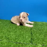 Boston 3 male , a male Boston Terrier for sale in Walnut Grove, MS – Photo 6 of 9