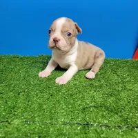 Boston 3 male , a male Boston Terrier for sale in Walnut Grove, MS – Photo 8 of 9