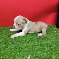 Boston 3 male , a male Boston Terrier for sale in Walnut Grove, MS – Photo 3 of 9