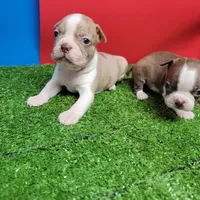 Boston 3 male , a male Boston Terrier for sale in Walnut Grove, MS – Photo 4 of 9