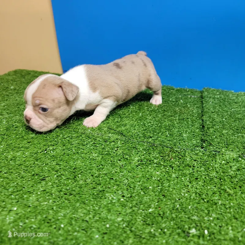 Boston 3 male  – Boston Terrier puppy for sale in Walnut Grove, MS