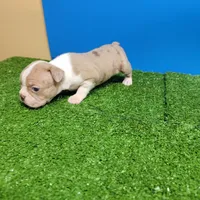 Boston 3 male , a male Boston Terrier for sale in Walnut Grove, MS – Photo 1 of 9