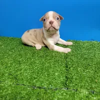 Boston 3 male , a male Boston Terrier for sale in Walnut Grove, MS – Photo 2 of 9