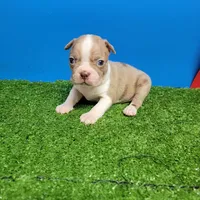 Boston 3 male , a male Boston Terrier for sale in Walnut Grove, MS – Photo 9 of 9