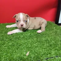 Boston 3 male , a male Boston Terrier for sale in Walnut Grove, MS – Photo 5 of 9