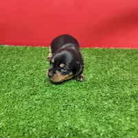 Black and tan female 1, a female Miniature Dachshund for sale in Walnut Grove, MS – 5 of 8