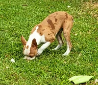 Dapple male 2, a male Boston Terrier for sale in Walnut Grove, MS – Photo 3 of 9