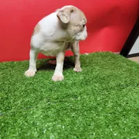 Dapple male 2, a male Boston Terrier for sale in Walnut Grove, MS – Photo 6 of 9