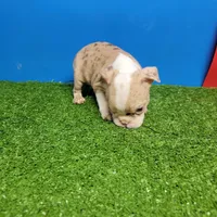 Dapple male 2, a male Boston Terrier for sale in Walnut Grove, MS – Photo 9 of 9