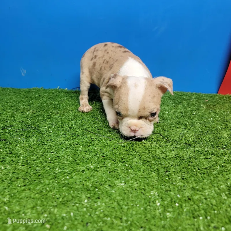 Dapple male 2 – Boston Terrier puppy for sale in Walnut Grove, MS