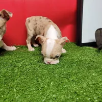 Dapple male 2, a male Boston Terrier for sale in Walnut Grove, MS – Photo 4 of 9