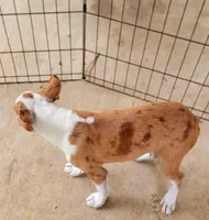 Dapple male 2, a male Boston Terrier for sale in Walnut Grove, MS – Photo 2 of 9