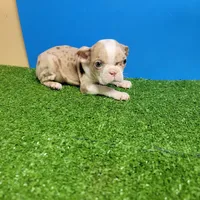 Dapple male 2, a male Boston Terrier for sale in Walnut Grove, MS – Photo 8 of 9