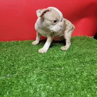 Dapple male 2, a male Boston Terrier for sale in Walnut Grove, MS – Photo 7 of 9