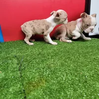 Dapple male 2, a male Boston Terrier for sale in Walnut Grove, MS – Photo 5 of 9