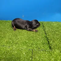 Black and tan male 1, a male Miniature Dachshund for sale in Walnut Grove, MS – 5 of 7