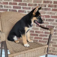 Black-and-tan smooth coat male 2, a male German Shepherd Dog for sale in Walnut Grove, MS – 3 of 10