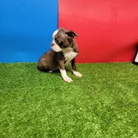 PRECIOUS , a female Boston Terrier for sale in Walnut Grove, MS – 4 of 5