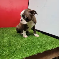 PRECIOUS , a female Boston Terrier for sale in Walnut Grove, MS – 2 of 5
