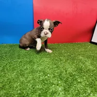 PRECIOUS , a female Boston Terrier for sale in Walnut Grove, MS – 5 of 5