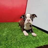 PRECIOUS , a female Boston Terrier for sale in Walnut Grove, MS – 3 of 5