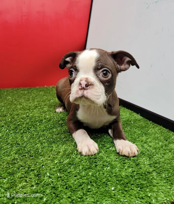 PRECIOUS  – Boston Terrier puppy for sale in Walnut Grove, MS