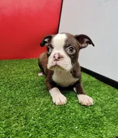 PRECIOUS , a female Boston Terrier for sale in Walnut Grove, MS – 1 of 5