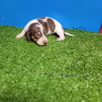 Chocolate and white male 2, a male Miniature Dachshund for sale in Walnut Grove, MS – 6 of 9