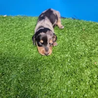 Silver Dapple female 2, a female Miniature Dachshund for sale in Walnut Grove, MS – 6 of 7