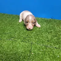 Longhair female , a female Miniature Dachshund for sale in Walnut Grove, MS – 10 of 10