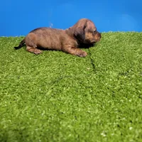 Brown male 1, a male Miniature Dachshund for sale in Walnut Grove, MS – 6 of 7