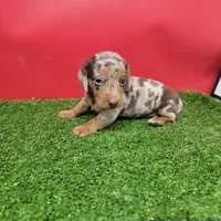 Handsome , a male Miniature Dachshund for sale in Walnut Grove, MS – 4 of 6