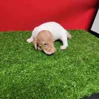 White and tan female , a male Miniature Dachshund for sale in Walnut Grove, MS – 6 of 7