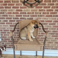 Tan Sable smooth coat male , a female German Shepherd Dog for sale in Walnut Grove, MS – 5 of 7