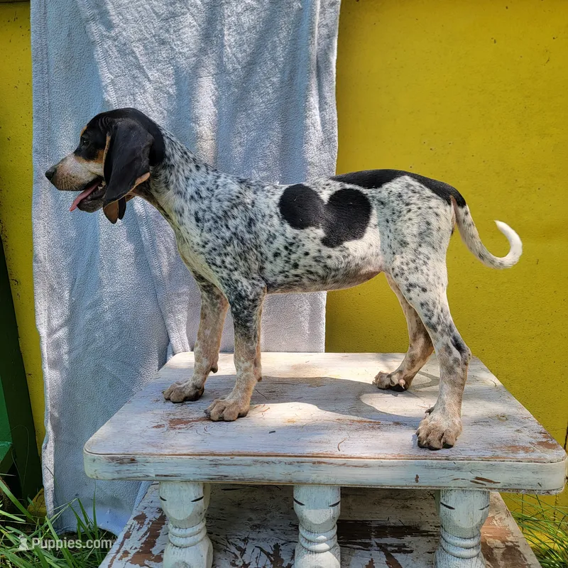 Female 4 – Bluetick Coonhound puppy for sale in Walnut Grove, MS