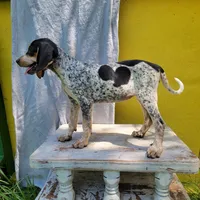 Female 4, a female Bluetick Coonhound for sale in Walnut Grove, MS – 1 of 6
