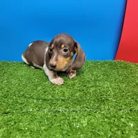 Chocolate and white male 1, a male Miniature Dachshund for sale in Walnut Grove, MS – 4 of 7