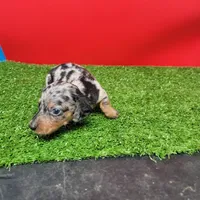 Silver dapple female 3, a female Miniature Dachshund for sale in Walnut Grove, MS – 8 of 9