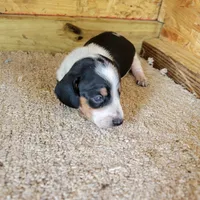 Black and white male , a male Miniature Dachshund for sale in Walnut Grove, MS – 3 of 7