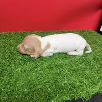 White and tan female , a male Miniature Dachshund for sale in Walnut Grove, MS – 4 of 7