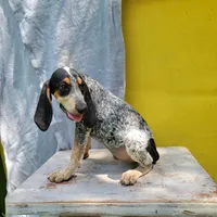 Female 1, a female Bluetick Coonhound for sale in Walnut Grove, MS – 3 of 5