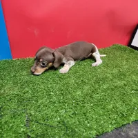 Chocolate and white female , a female Miniature Dachshund for sale in Walnut Grove, MS – 5 of 6