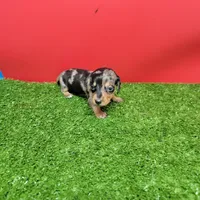 Silver Dapple female 2, a female Miniature Dachshund for sale in Walnut Grove, MS – 4 of 7
