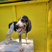 Male 3, a male Bluetick Coonhound for sale in Walnut Grove, MS – 2 of 5