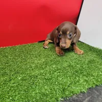 Chocolate and tan female , a female Miniature Dachshund for sale in Walnut Grove, MS – 3 of 8