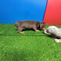 Bobtail , a male Miniature Dachshund for sale in Walnut Grove, MS – Photo 2 of 3