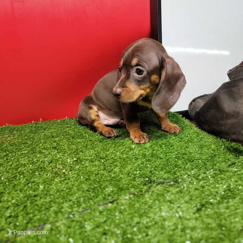 Bobtail  – Miniature Dachshund puppy for sale in Walnut Grove, MS