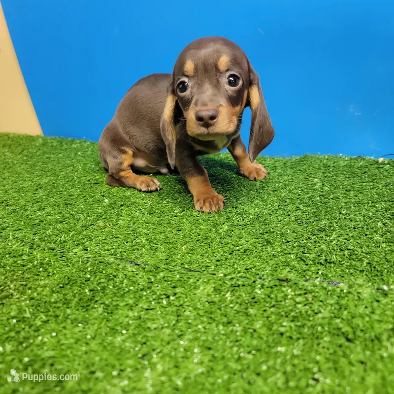 Bobtail  – Miniature Dachshund puppy for sale in Walnut Grove, MS