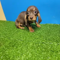 Bobtail , a male Miniature Dachshund for sale in Walnut Grove, MS – Photo 1 of 3