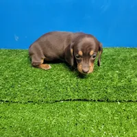 Bobtail , a male Miniature Dachshund for sale in Walnut Grove, MS – Photo 3 of 3